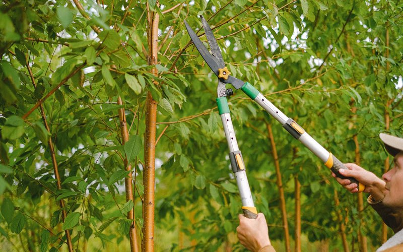 Tree trimming in Garfield, AR